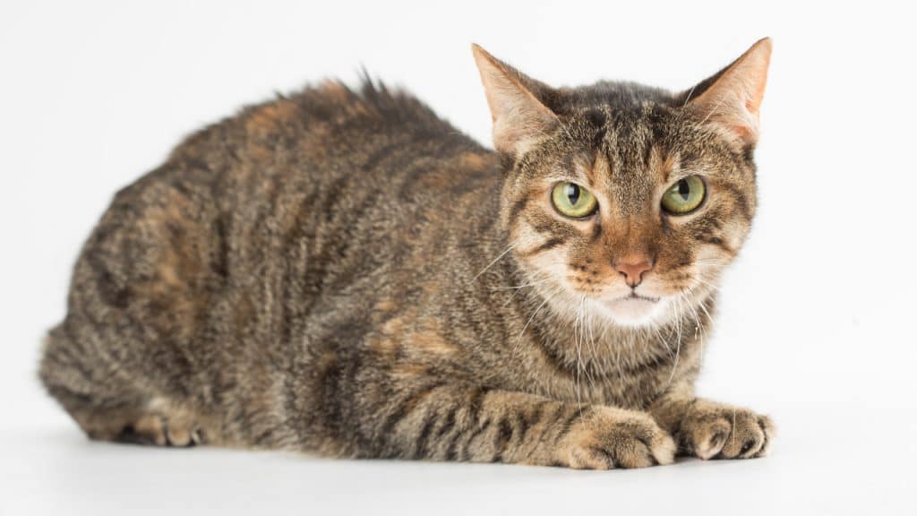 The Most Popular Cat Breeds in America